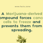 A Marijuana-derived compound forces cancer cells to freeze