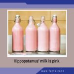 Hippopotamus' milk