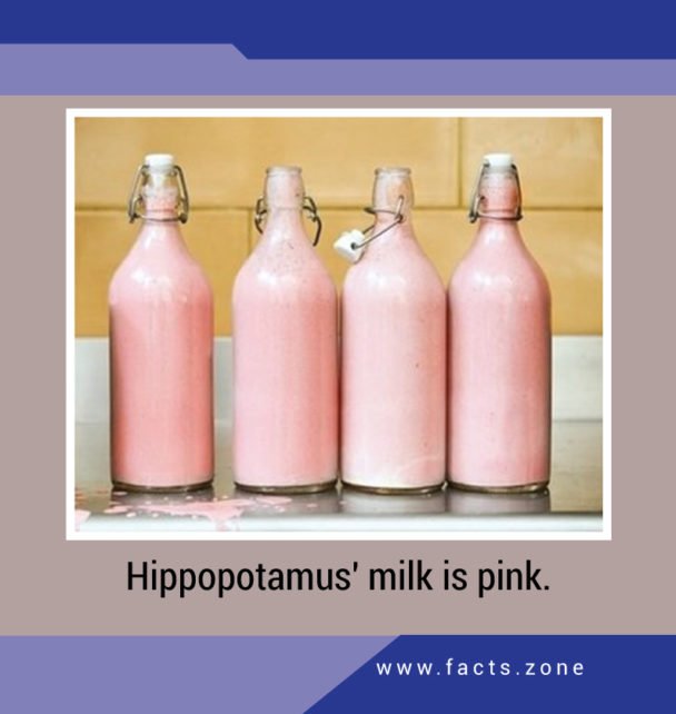 Hippopotamus' milk