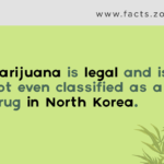 Marijuana is legal