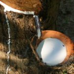 The rubber tree isn't the only plant with rubbery sap