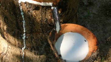 The rubber tree isn't the only plant with rubbery sap
