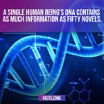 human being's DNA