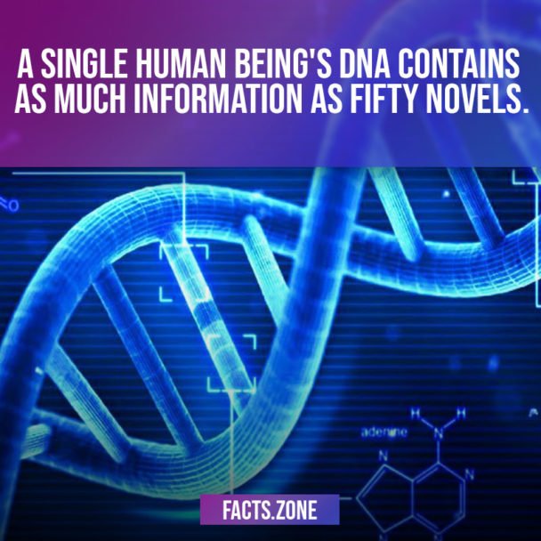 human being's DNA