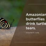 Amazonian Butterflies