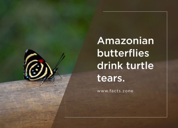 Amazonian Butterflies