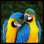 Parrots name their children