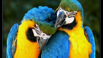 Parrots name their children