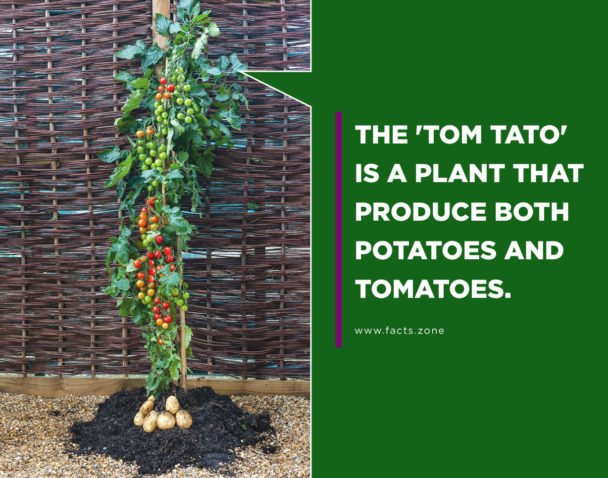 Tom Tato