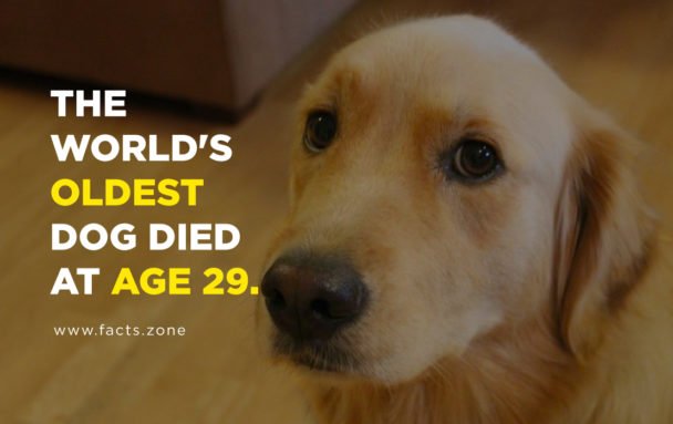 oldest dog