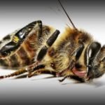 Source: healthyfoodhouse.com