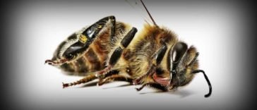 Source: healthyfoodhouse.com